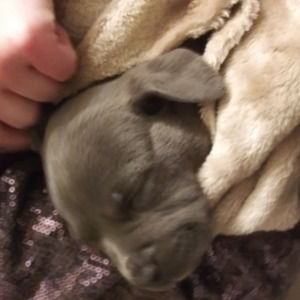 Meet your Posher, Ronald